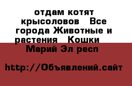 отдам котят крысоловов - Все города Животные и растения » Кошки   . Марий Эл респ.